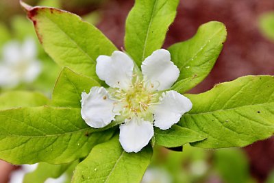 Mespilus germanica - mišpule německá - květ detail